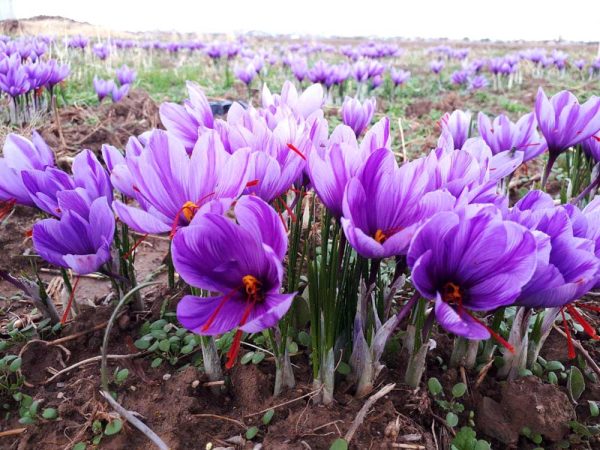 زعفران درمانگر طبیعی مشکلات پوستی