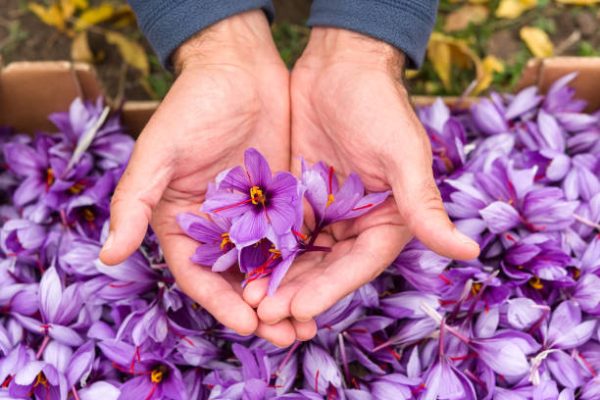 نقش فناوری در بهبود کاشت زعفران ایرانی